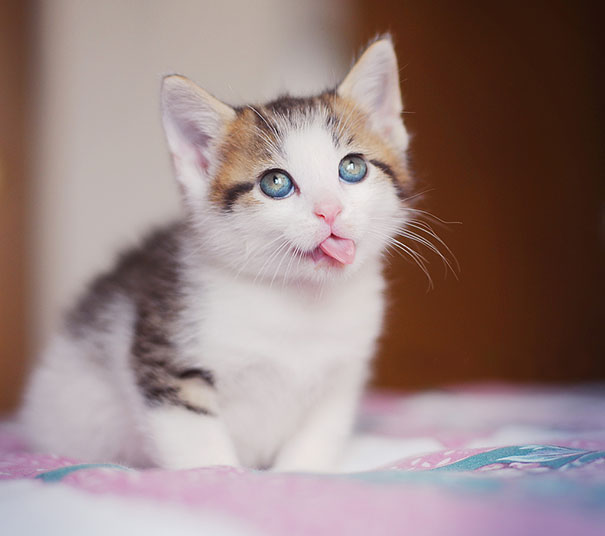 liten kattunge-leker-hemma