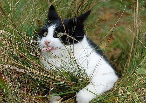 Katt-leker-med-gräs-i-trädgården