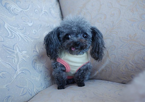 Soffa-liten-hund-klädd-