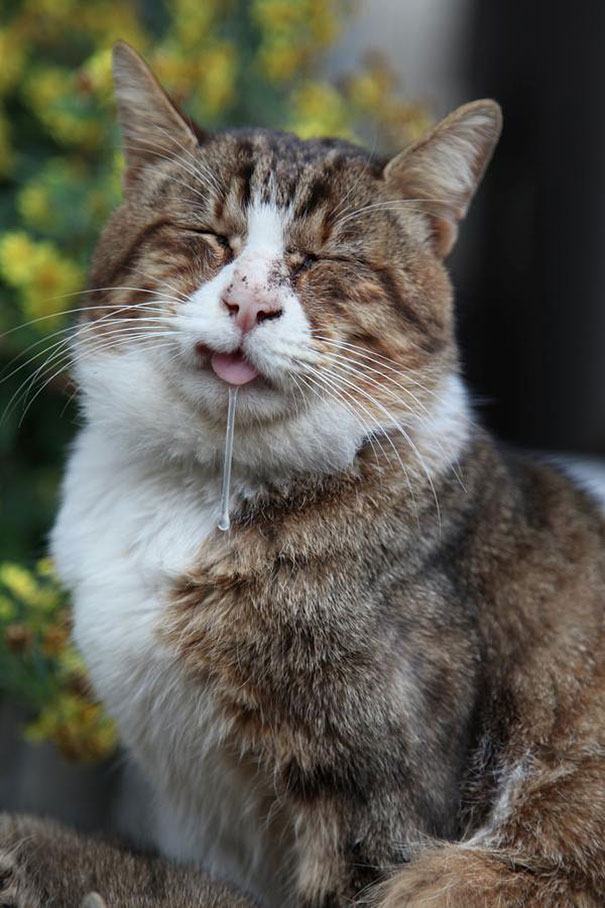 Katt-i-trädgården-träd-spott-tunga-ut