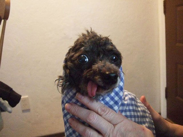 liten-svart-hund-med-tunga-darrar