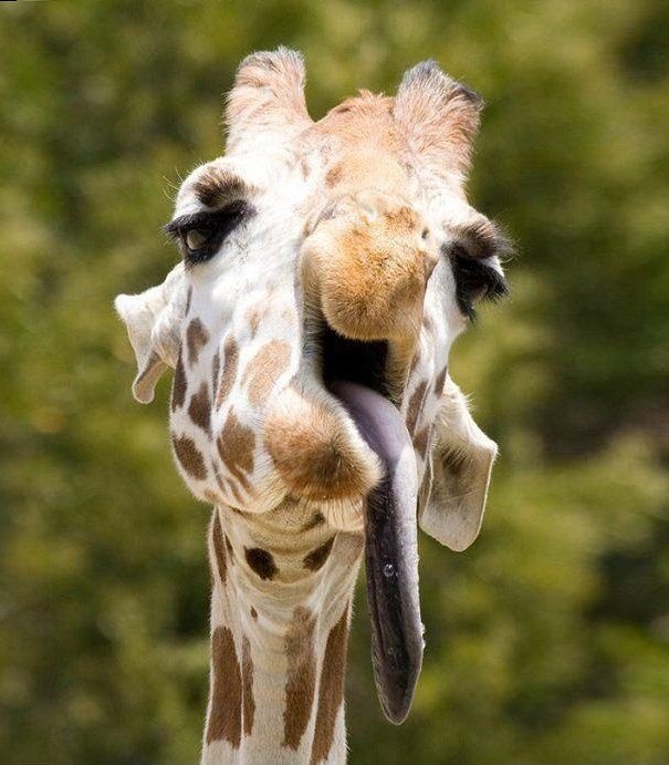 rolig-grimas-djur-i-zoo-giraff