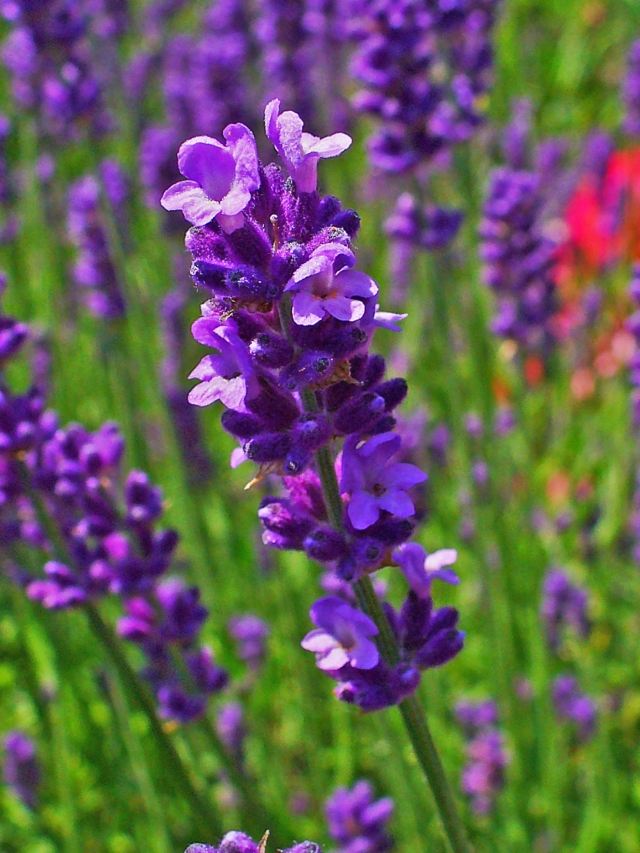 lavendel växt tips vård härdiga Landalula angustifolia