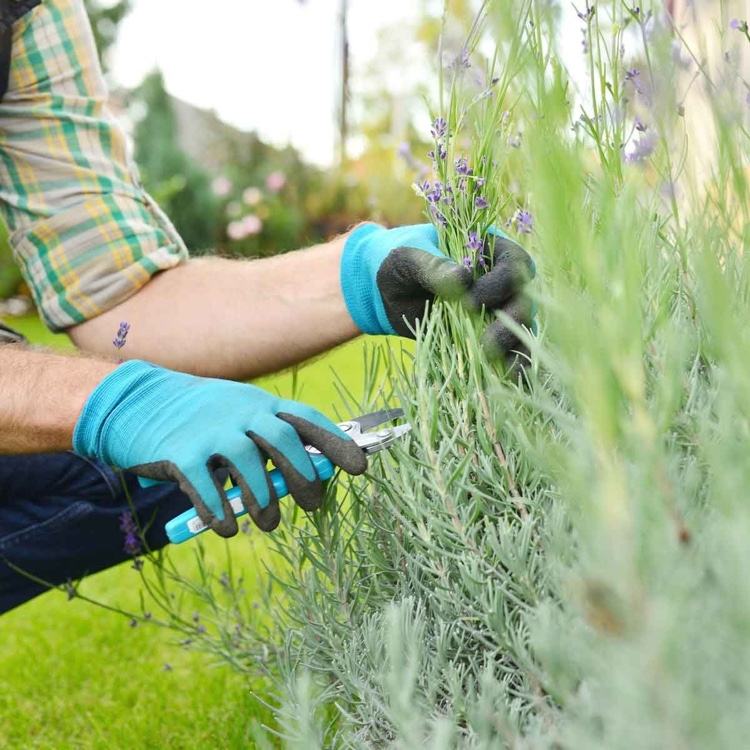 Förkorta lavendel på sommaren så att den inte blir bränd