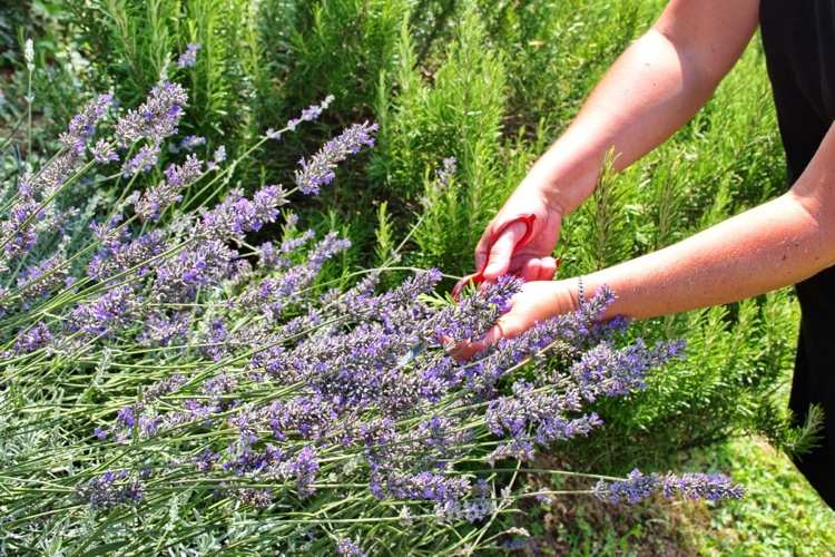 Hur man skär ner lavendel korta tips