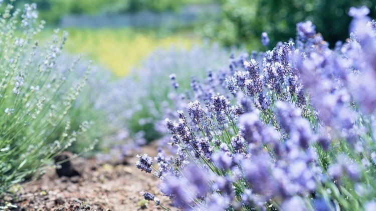 Klipp ner lavendel på sommaren Tips för trädgårdsmästare