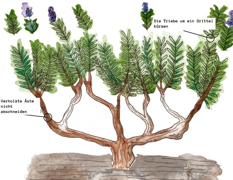 Lavendel skärinstruktioner och tips med skiss