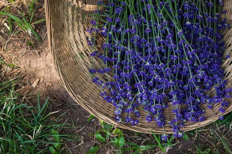 Beskärning av lavendel Trädgårdstips för beskärning på sommaren
