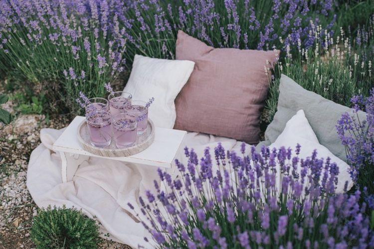 Skär ner lavendel på hösten Tips för trädgårdsmästare