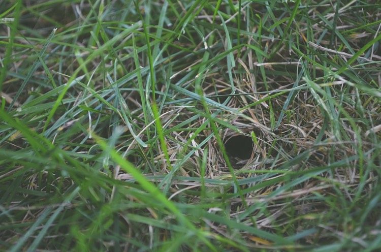 Hål i gräsmattan utan hög-5cm-rund