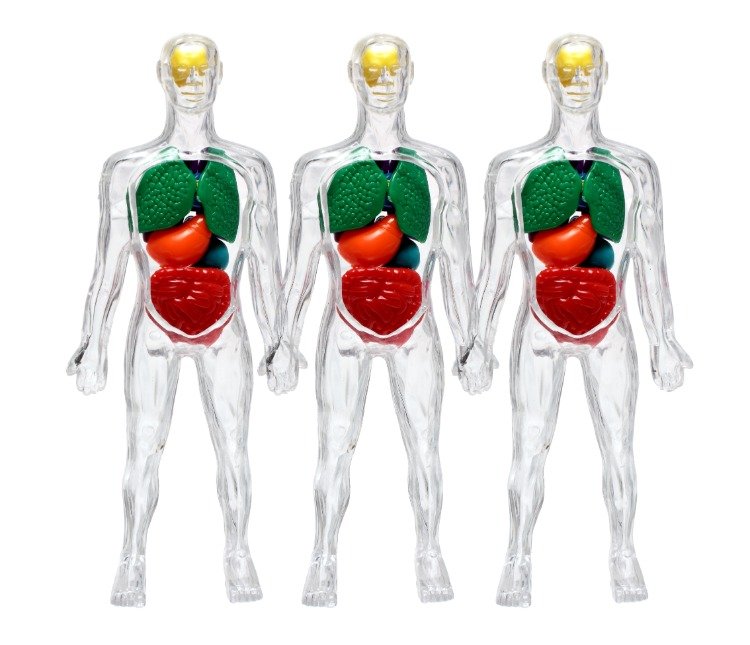 Människokroppar står sida vid sida med organ som visar läckande tarmsymtom