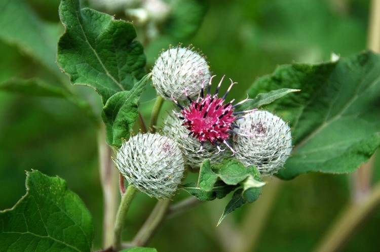 kardelblomställning ren hudnäring