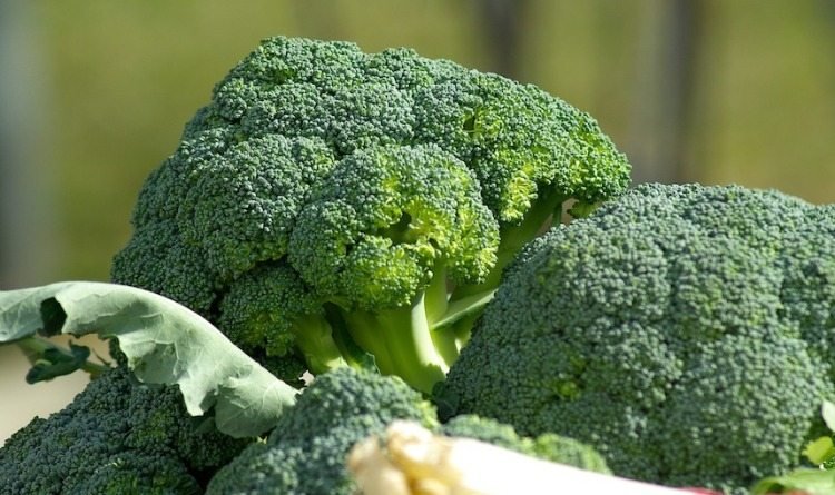 är broccoli bra för levern med fiber och mycket protein