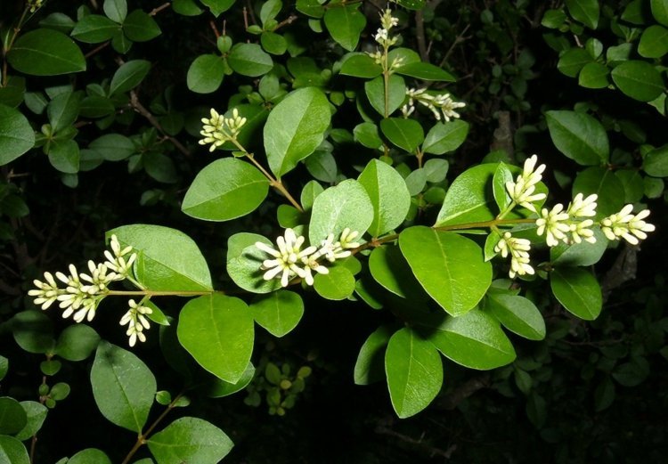 växter-liguster-häck-blad-oval-tillväxt-snabbklippning