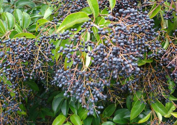 växter-ligusterhäck-ligustrum-lucidum-bär-blaetter-lång