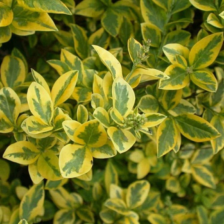 växter-ligusterhäck-guld-liguster-blad-gul-grön-mönster-vackra