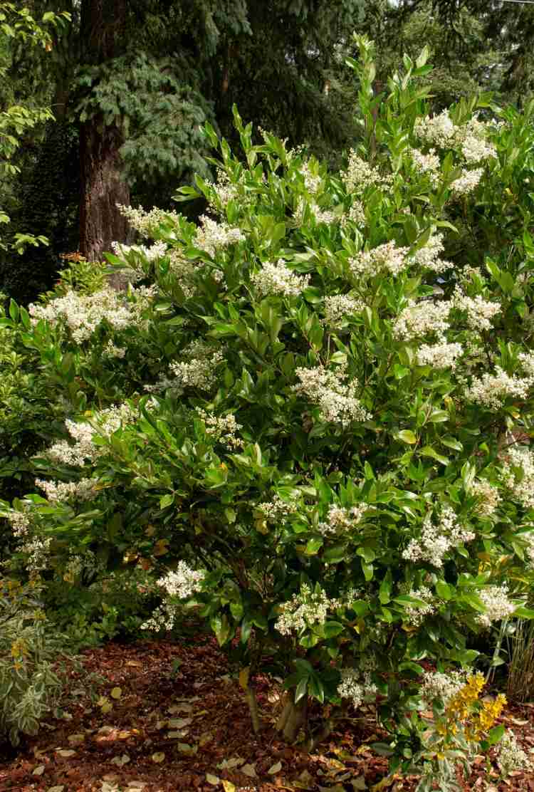 växter-ligusterhäck-buske-blommor-vit-doft