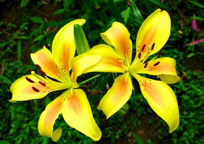 Lily trädgård gul blomma idéer