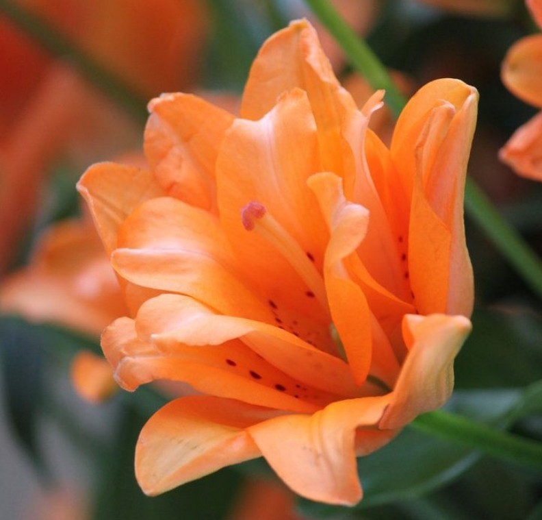 Lilja-trädgård-hybrid-blomma-apelsin
