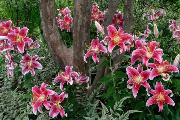 Lily-garden-lila-art-stargazer