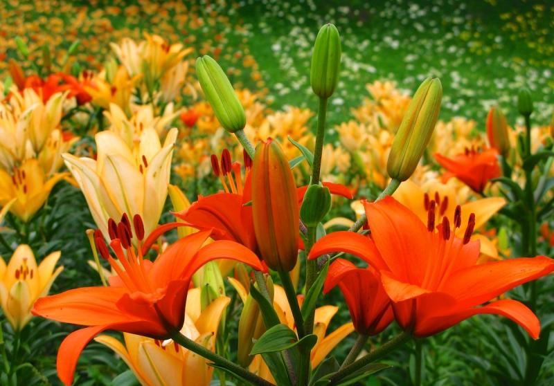 Lily trädgård apelsinlök blommor