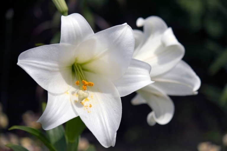 Lilja trädgård Påsklilja vita blommor