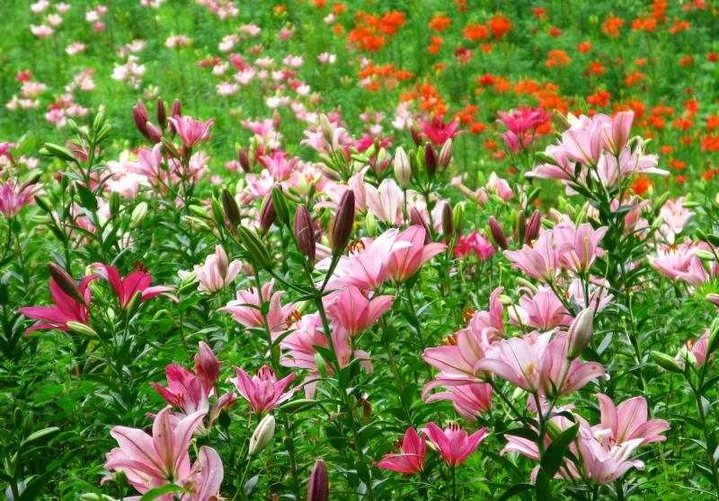 Skapa lilja-trädgård-rosa-blommor-lanthus-stil