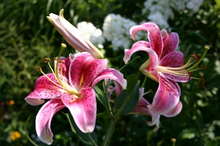 Lily-trädgård-rosa-blommor-lättskött