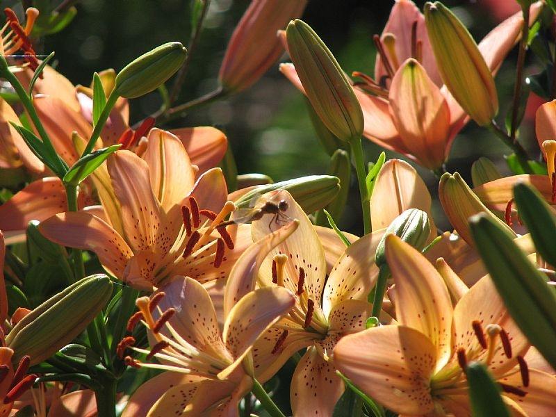 Lilja-trädgård-sommar-blommande-orange-tiger-lilja