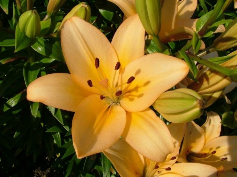 Lily-trädgård-sommar-blommor-stora-gula-blommor