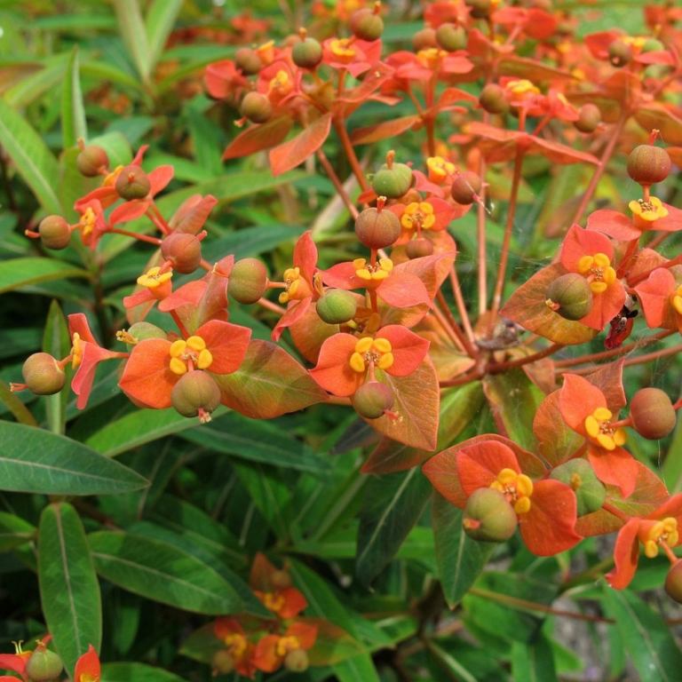 Plantera apelsinblommande perenner med Himalaya Spurge (Euphorbia griffithii) i trädgården