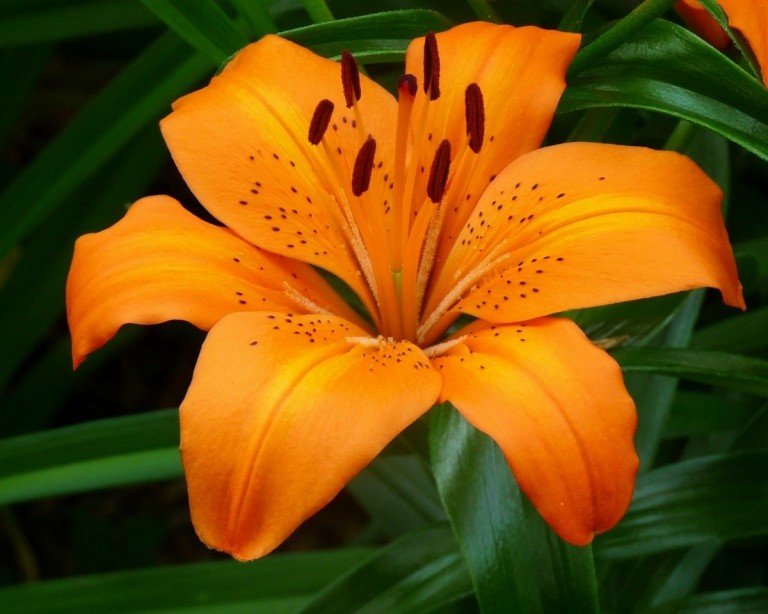 Orange lilja (Lilium) har en imponerande blomning