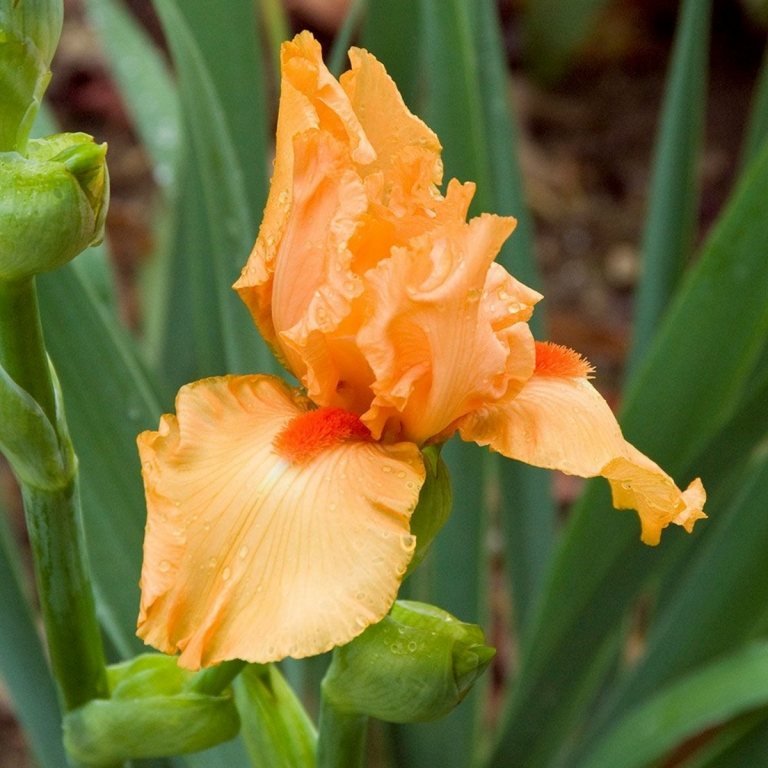 Den ljusorange irisen är en odlad växt som blommar sent på våren