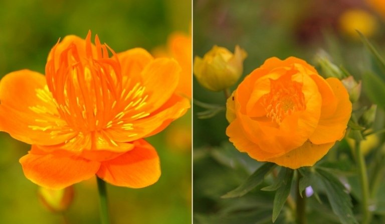 Det finns två typer av globblomma (Trollius chinensis) med apelsinblommor - Orange Globe och Golden Queen