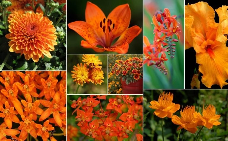 Orange blommande perenner för trädgårdsdesign i varma färger