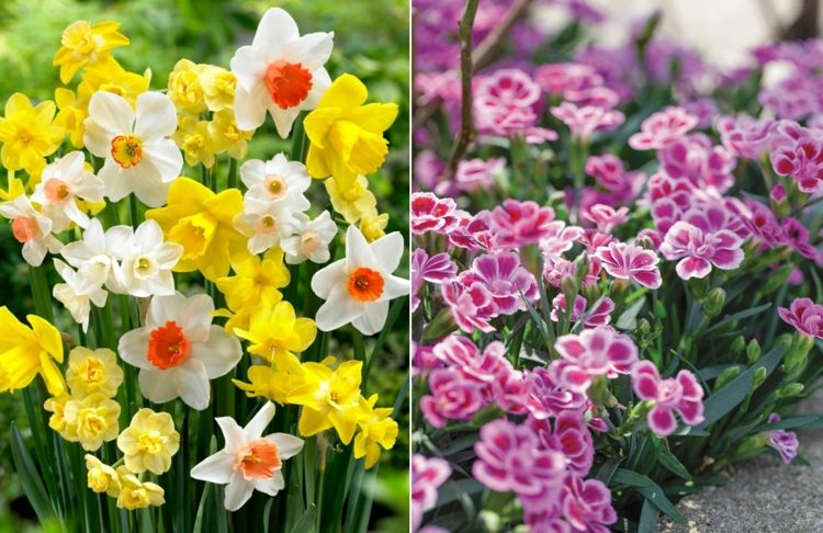 Översikt över olika typer av blommor narcissus i olika nyanser av gult och nejlika i rosa