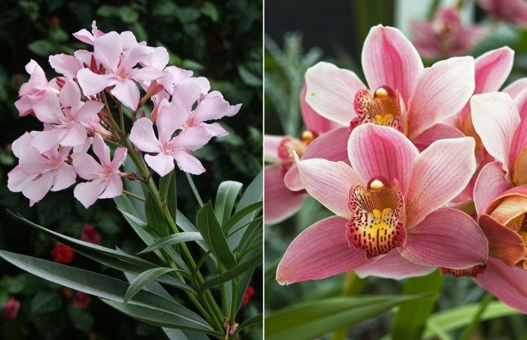 Vårdtips för oleander och orkidé i rosa översikt