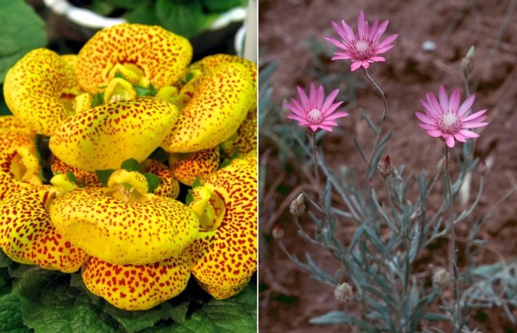 Gul toffelblomma och pappersblomma för trädgården