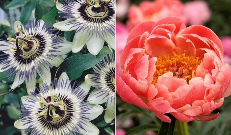 Passionsblomma och laxfärgad pion har vackra blommor