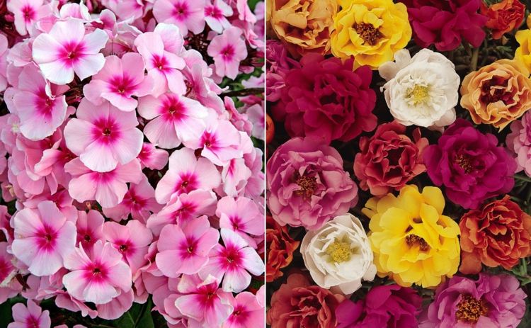 Blomster från A-Z med bildflox i rosa och purslanblommor