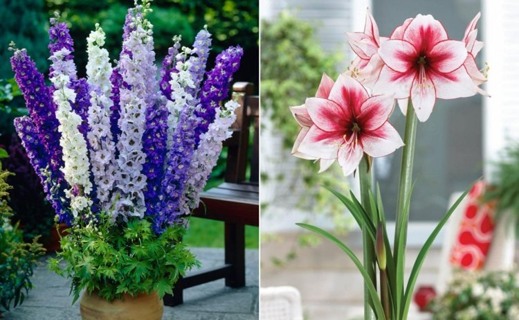 Larkspur i olika nyanser av blått och riddarstjärna i vitt med laxfärg