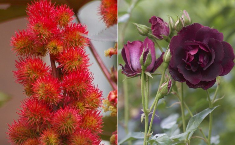 Typer av blommor med R - ricinus och ros i Bordeaux