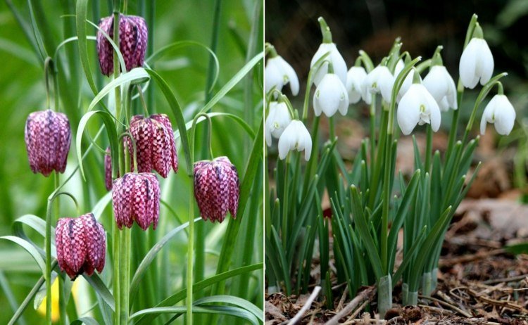 Schackbrädblomma i lila och snödroppar för rabatterna