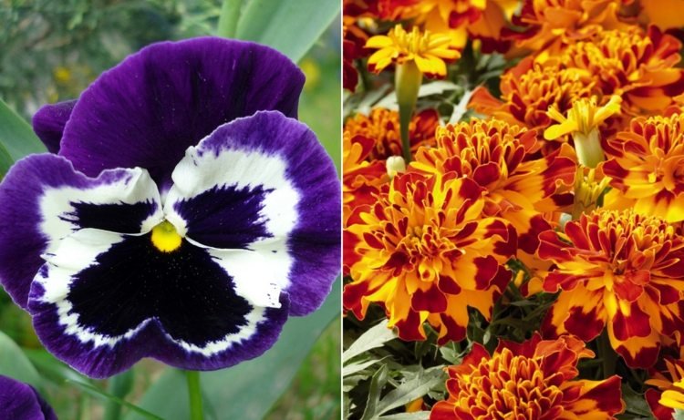 Penséer i lila och ringblomma i gulröd som trädgårdsklassiker