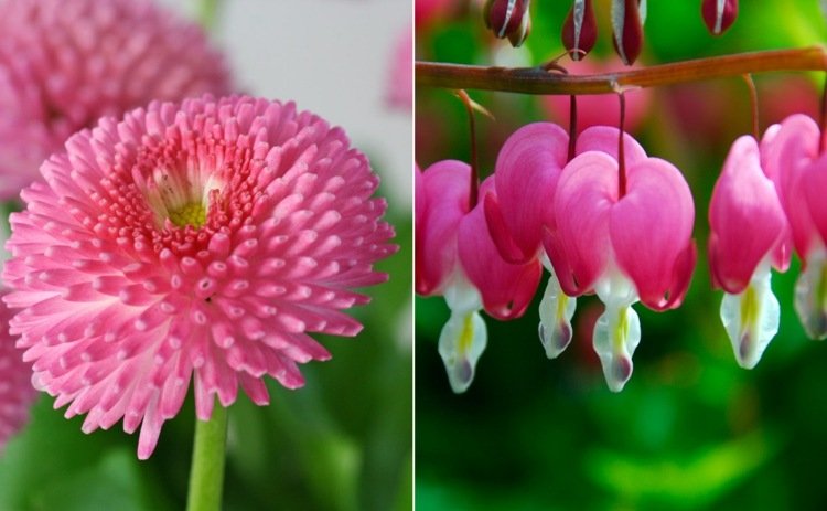 Blommor från A-Z med bild Tausendschön och blödande hjärta i rosa