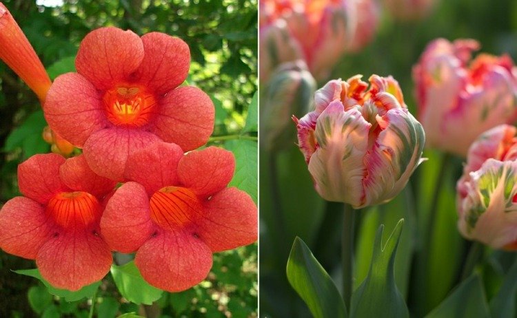 Trumpetblomma och tulpan i röda nyanser för våren och sommaren