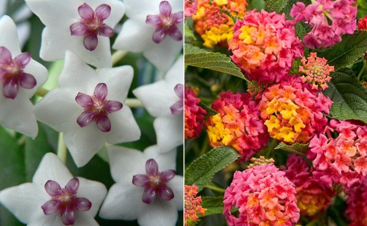 Blommetyper från A-Z med bild på en vacker vaxblomma och konvertibel ros