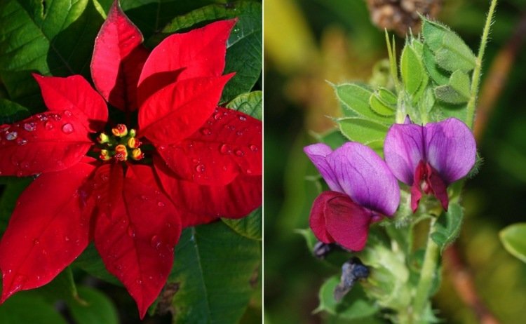 Idéer från A till Z Julstjärna som vinterblomstrare och söta ärtor i rosa