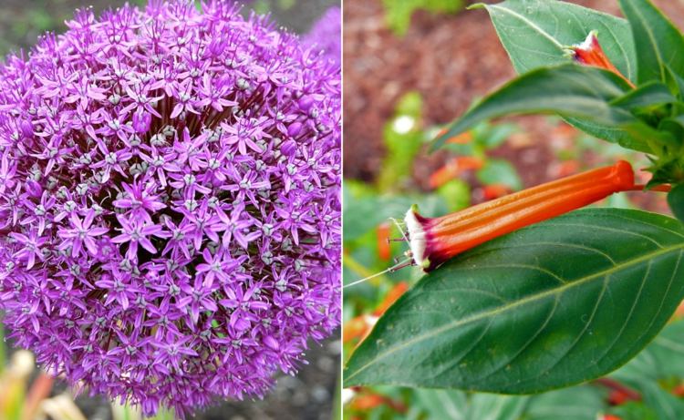 Inhemska alliumlökar och exotiska cigarettblommor