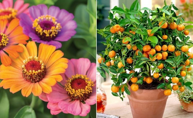 Zinnia som trädgårdsväxt och citrusträd som krukväxt Mini-Orange Mandarine